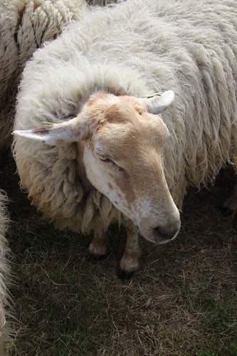 pettable sheep
