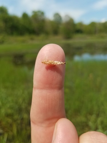 finger with small insect skin stuck to it