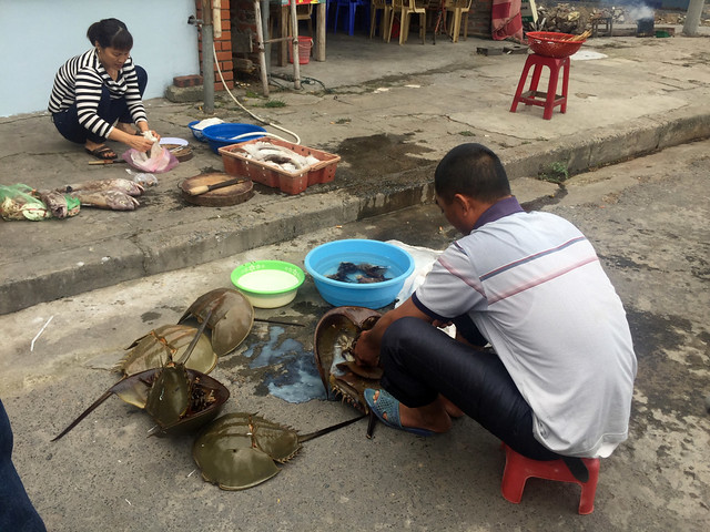 VIETNAM, DONDE LOS DRAGONES EXISTEN - Blogs de Vietnam - CAT BA (2)