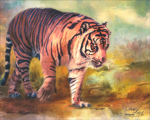 Image of a Malayan Tiger from the Jacksonville Zoo