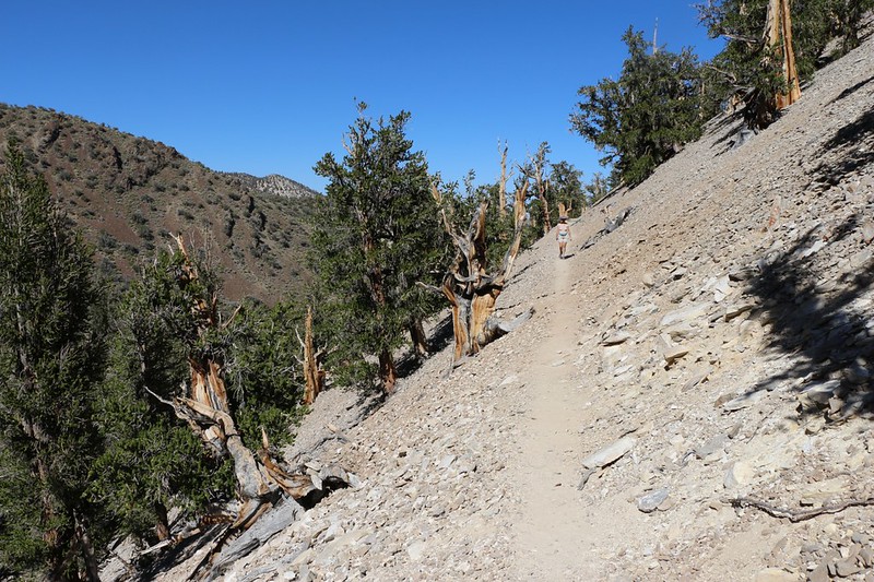 Steep-sided canyon on the Methuselah Trail
