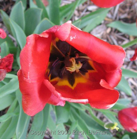 open_red_tulip