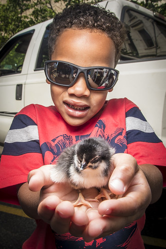 Michael Cottrell, from Indianapolis, holds day-old chicks from Tall Cotton Farm at the USDA Farmers Market as part of a special pre-celebration of National Egg Day at the USDA headquarters in Washington, D.C., June 2, 2017. USDA photo by Preston Keres