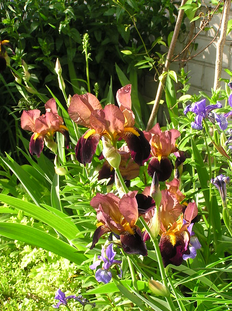 Iris germanica cv.