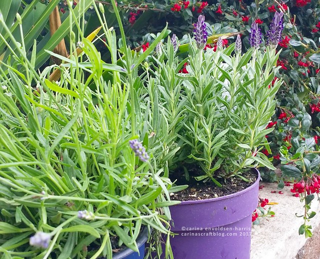 Lavender plants
