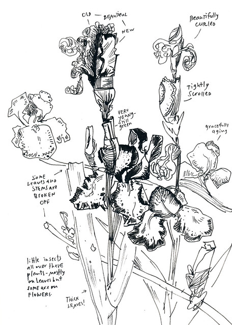 Sketchbook #104: Irises