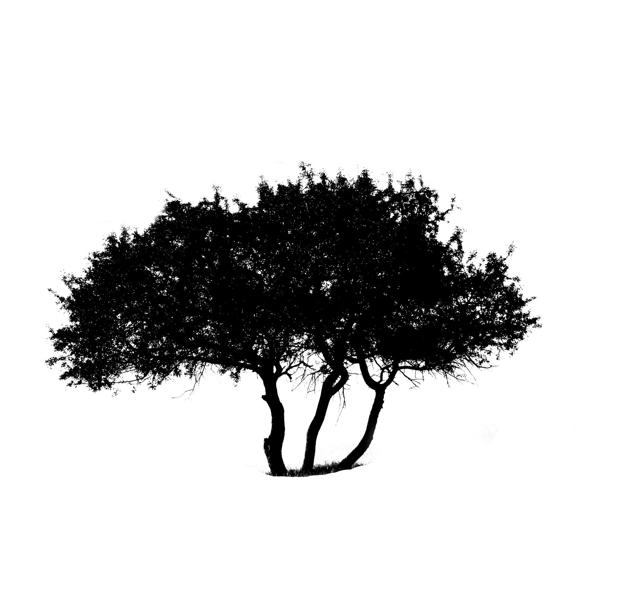 Drvo života / Tree of life