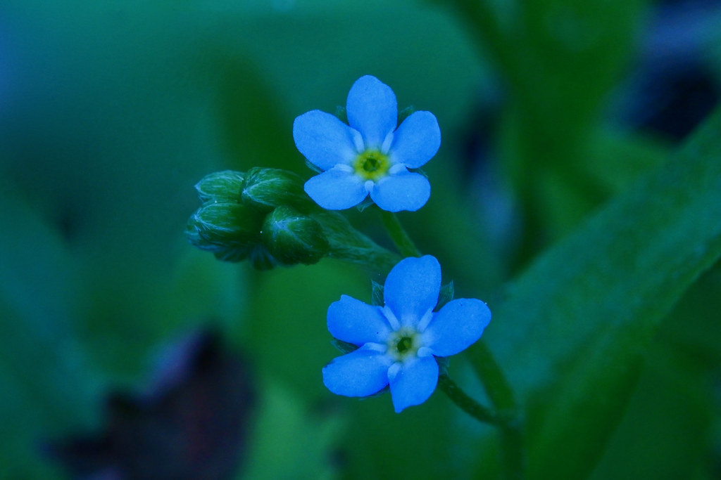 Small Forget-me-not