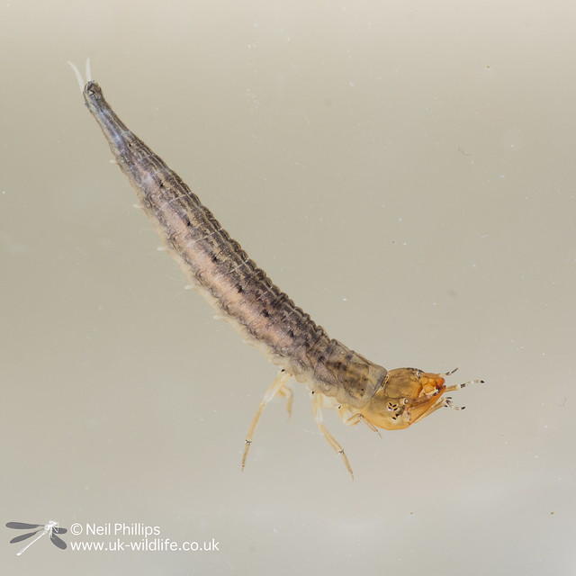Great silver water beetle larva-3