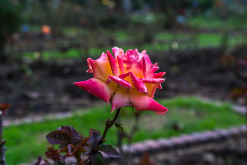 Jardin Rosas