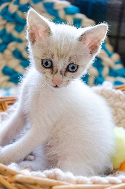 Lolita, gatita Siamesa Tabby preciosa y super buena esterilizada, nacida en Abril´17, en adopción. Valencia. ADOPTADA. 35133605425_7e3ee16c6c_z