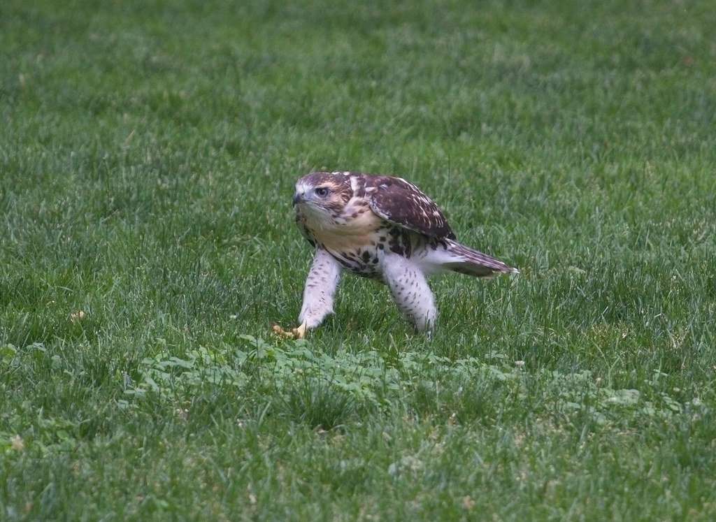 Hawk on a mission