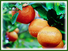 orgeous orange fruits of Citrus mitis (Calamansi, Golden Lime, Panama Orange, Calamondin Orange, Chinese Orange, Musk/Acid Orange), 29 June 2017