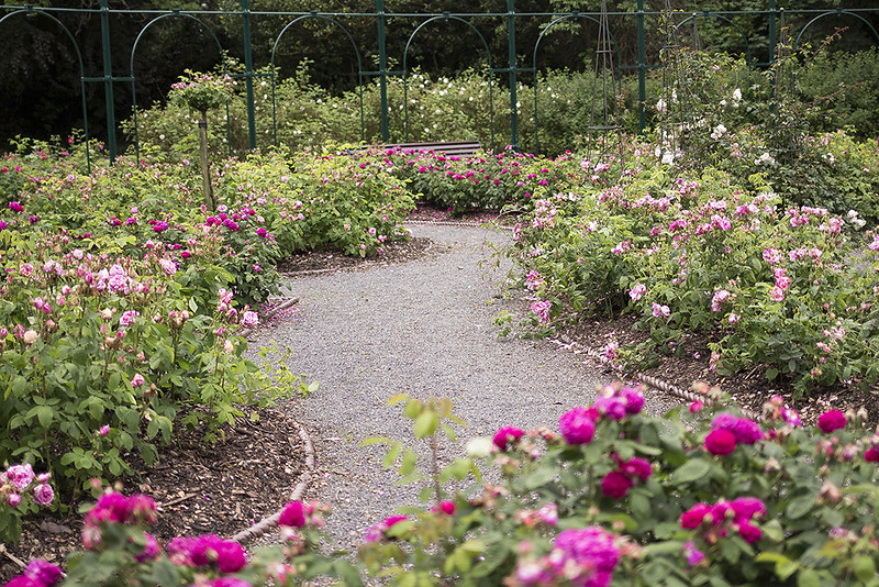 Places in Dublin Where You Can Stop And Smell The Roses