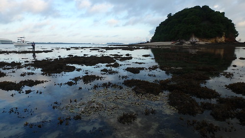Living reefs of Pulau Jong
