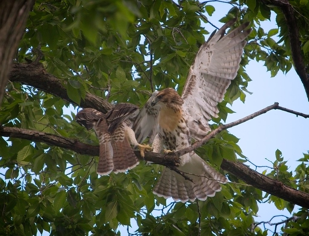 Tompkins red-tail fledglings