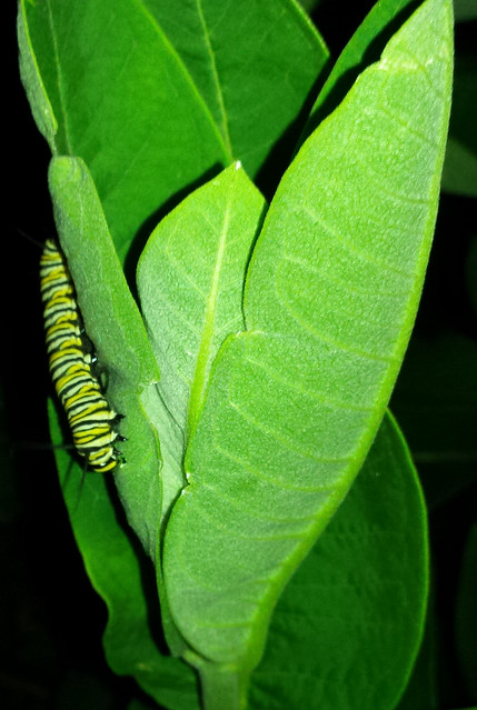 caterpillar facing down on the left side of a large cluster of leaves