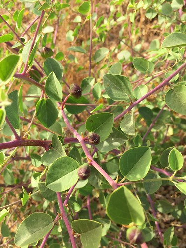 Caper (Capparis spinosa) buds on the bush