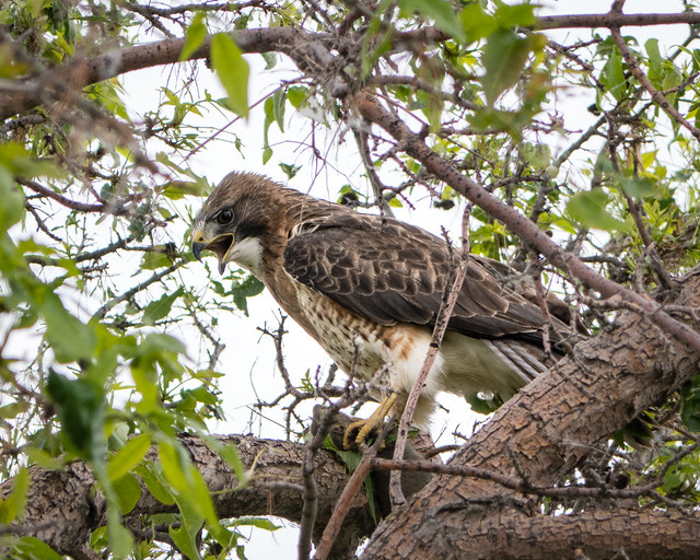 Swainsons Hawk with gopher