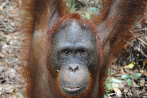 Orangutan of the Month Voyce Orangutan Foundation International Borneo Indonesia Orangutan Rainforest Conservation