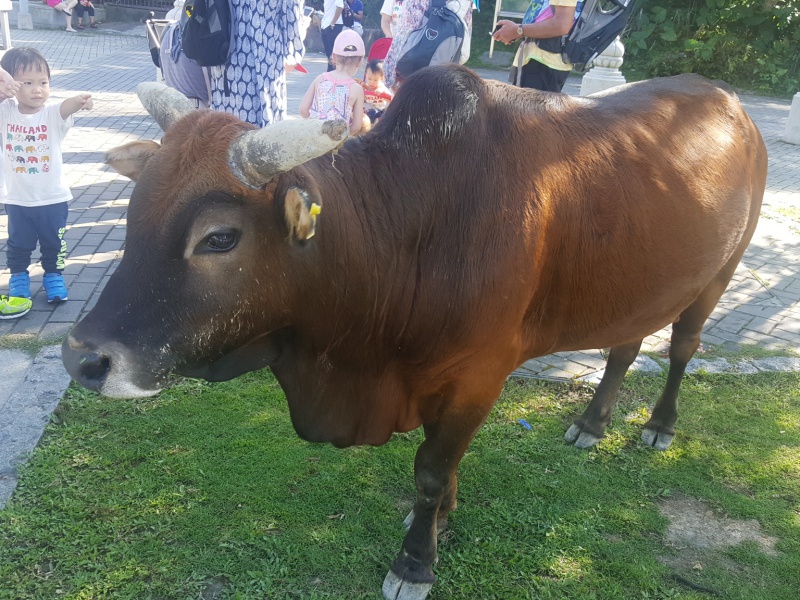 Big Buddha cow ox