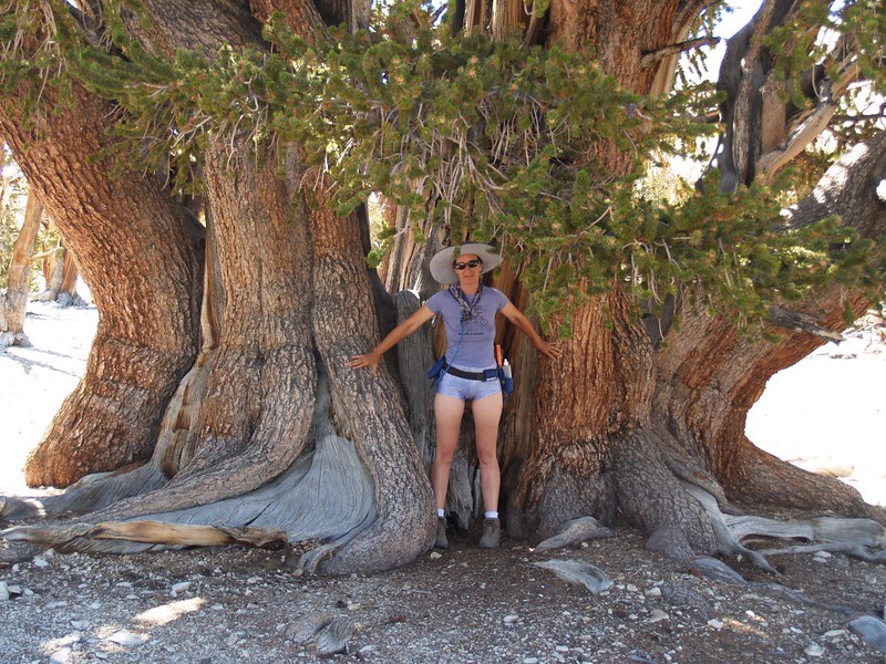 Vicki hugging The Patriarch, the world's largest Bristlecone Pine tree