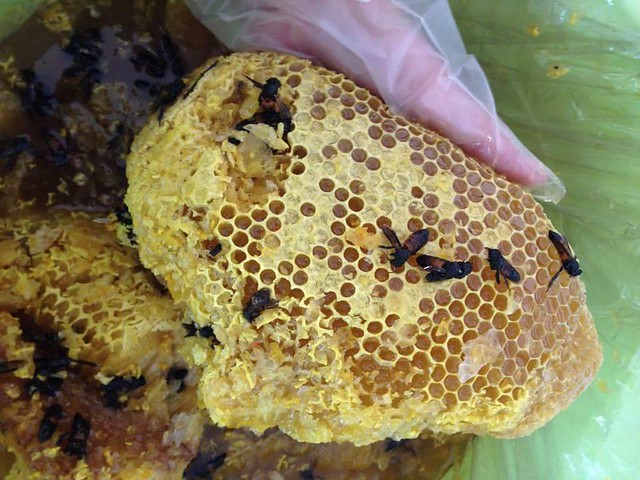 Tổ mật ong rừng - tác dụng của mật ong đối với con người