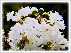 Very attractive white flowers of Lagerstroemia (Crape Myrtle, Crepe Myrtle/Flower, Japanese/Indian Crape Myrtle), 1 June 2017