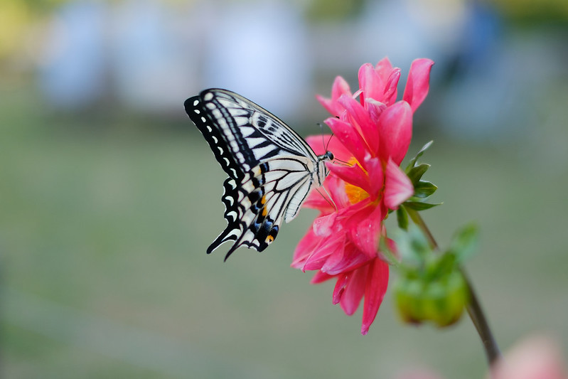 アゲハチョウ Swallowtail butterfly