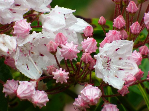 Mountain laurel on drizzly day