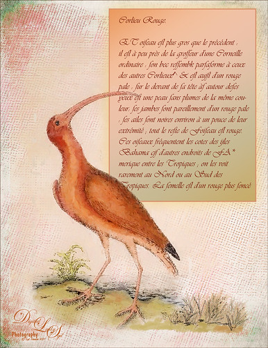 Image of a Red Curlew bird from a vintage book