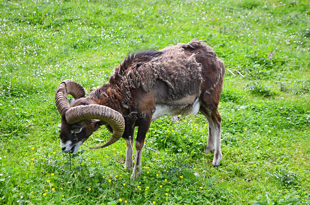 Mouflon, Germany