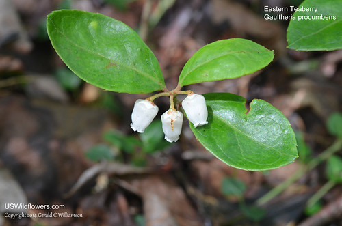 Eastern Teaberry, American Wintergreen, Checkerberry - Gaultheria procumbens