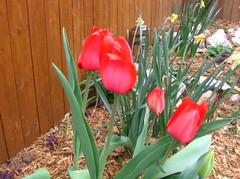 red_tulips
