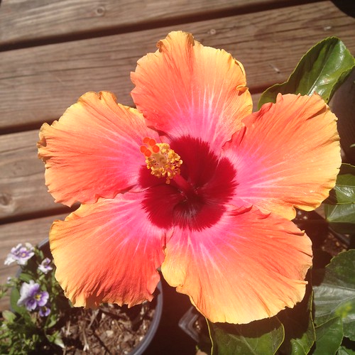 Hibiscus "Spin the Bottle"