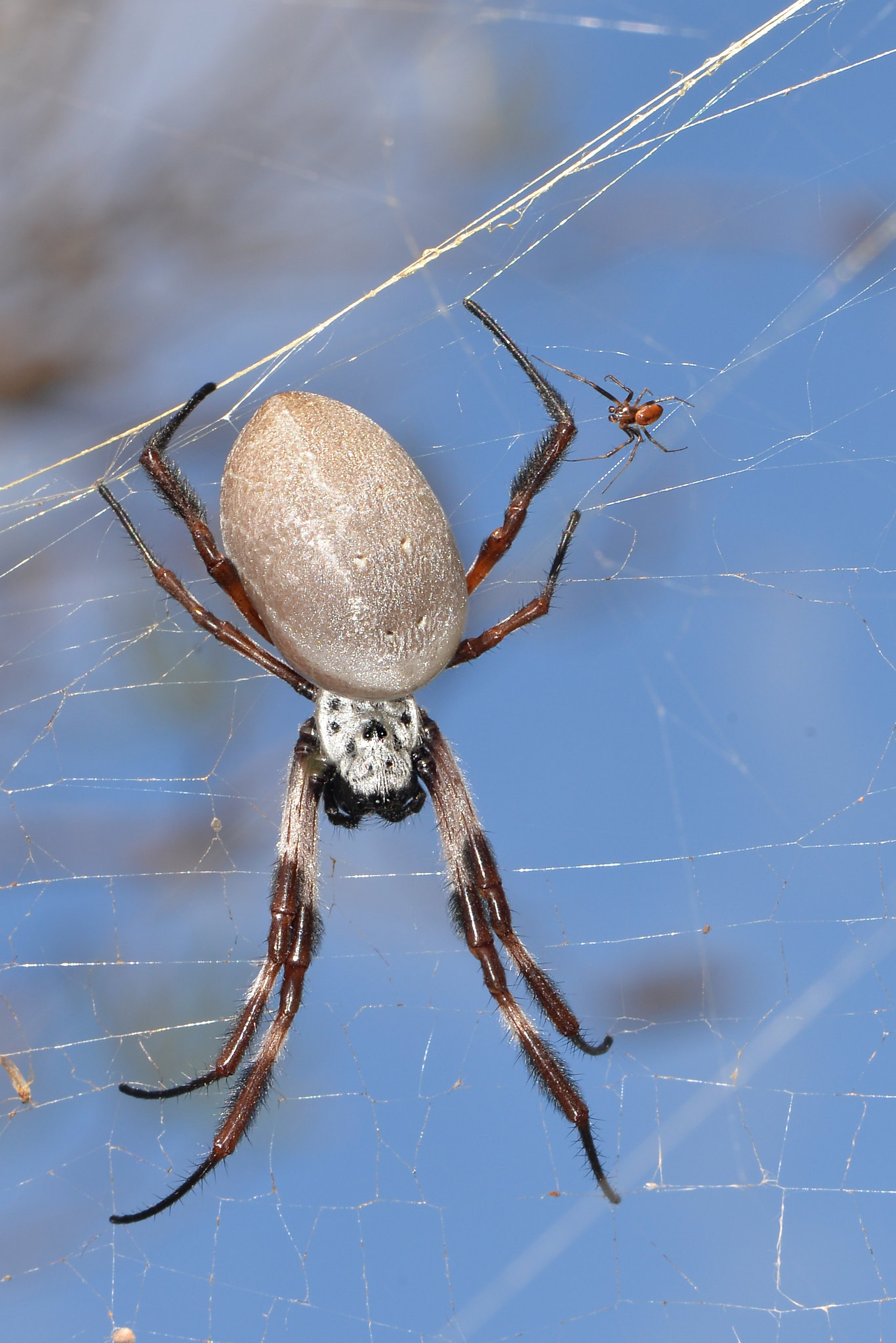 Golden Orb Spider | Flickr - Photo Sharing!