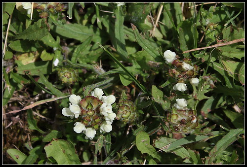 Prunella laciniata - brunelle laciniée, brunelle blanche 35469420671_1f2866f70d