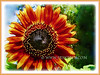 Helianthus annuus (Common Sunflower, Comb Flower, Golden Flower, St Bartholomew’s Star)