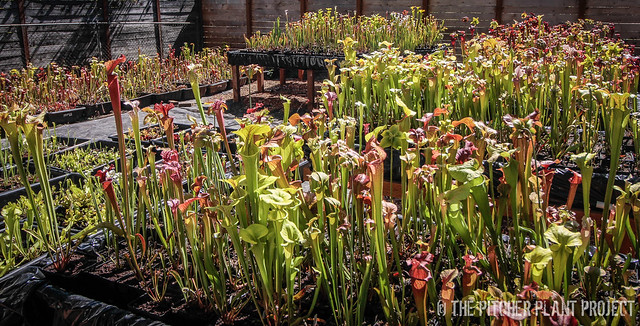 The Pitcher Plant Project - June 2016