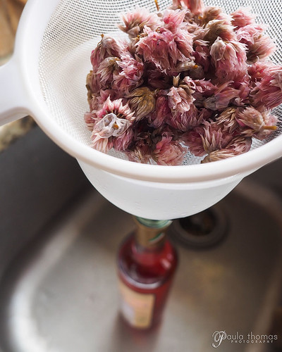 Chive Blossom Vinegar