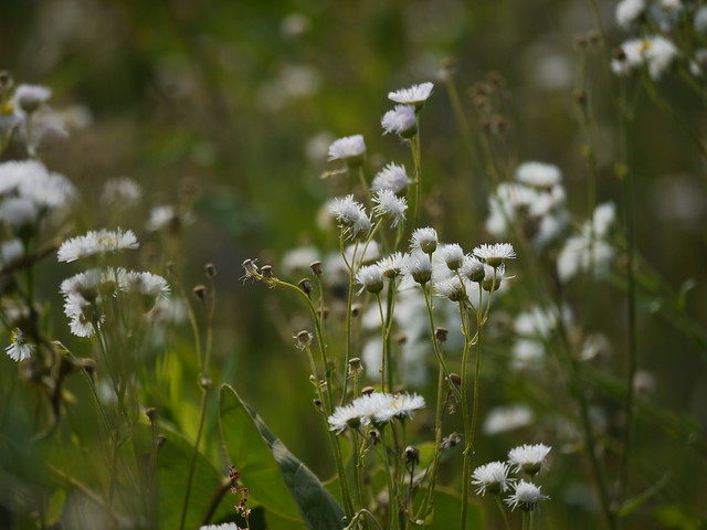 Wild grasses and flowers