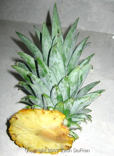 pineapple_fruit