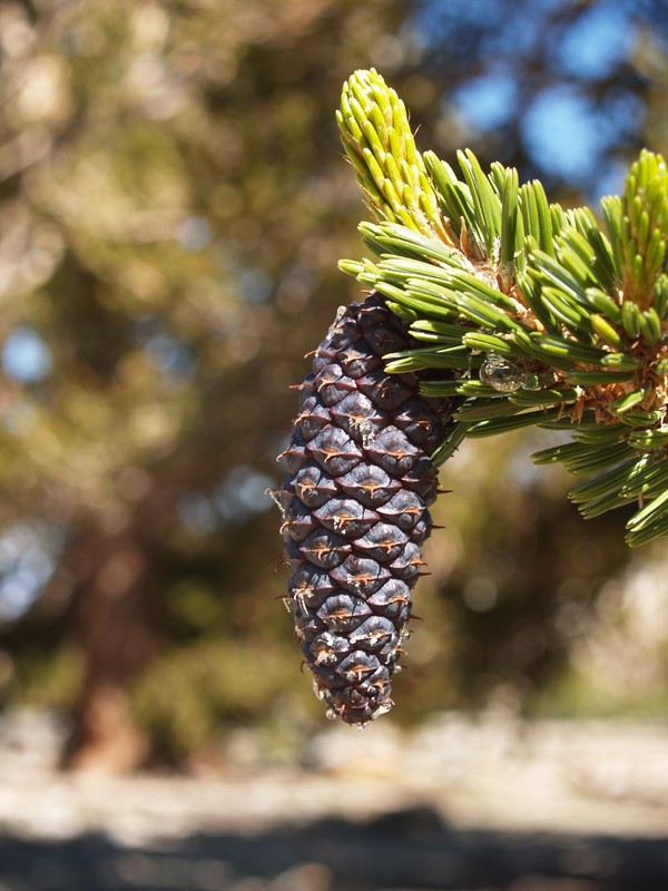 Bristlecone Pine Cone in the Patriarch Grove - it has bristles!
