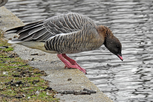 Hendrickson Park: Pink-footed Goose