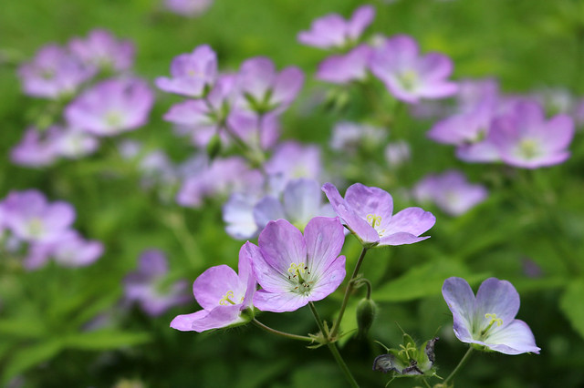 four flowers in the foreground, viewed from the side, with many flowers blurred in the background