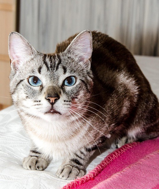 Tango, gato Siamés Tabby de colita corta esterilizado muy guapo, nacido en Enero´16, en adopción. Valencia. ADOPTADO. 34579756694_f7d01158f8_z