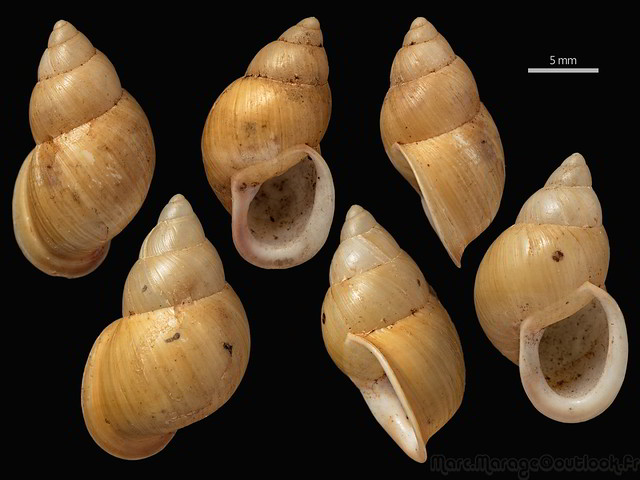 Partula varia f. glutinosa (Pfeiffer, 1852) 35112017401_d2b13bfdd6_z