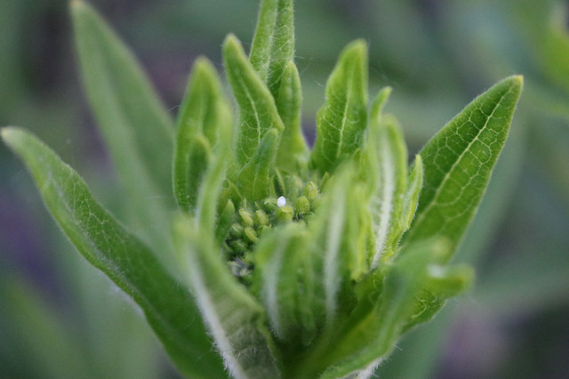 an egg in focus on a cluster of buds, with blurry leaves in the foreground