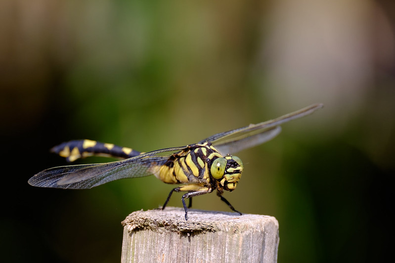 オニヤンマ Siebold's dragonfly