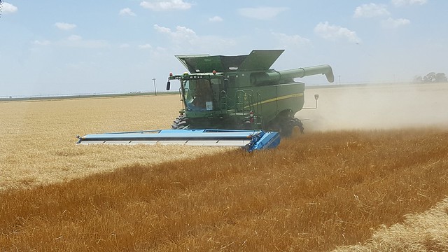 Schemper 2017 - Kansas Wheat Harvest
